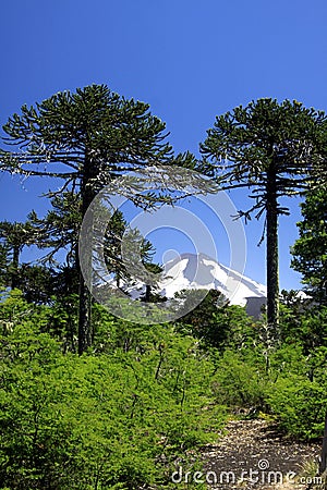 View on snow capped black cone of Volcano Llaima at Conguillio in central Chile framed by pine trees Araucaria araucana Stock Photo