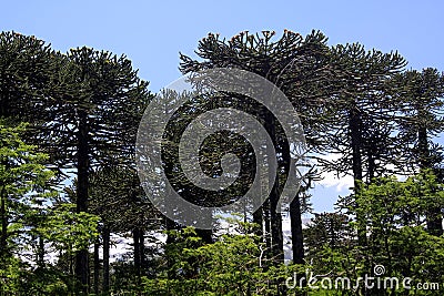 View on snow capped black cone of Volcano Llaima at Conguillio in central Chile framed by pine trees Araucaria araucana Stock Photo