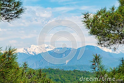 View of the snow-capped mountains through pine branches Stock Photo