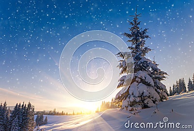 View of snow-covered conifer trees and snow flakes at sunrise. Merry Christmas's or New Year's background. Stock Photo