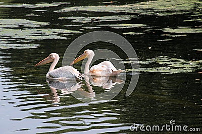 A view of some Pelicans Stock Photo