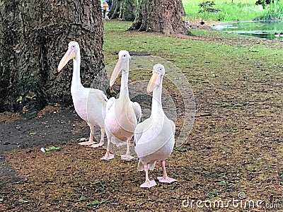 A view of some Pelicans Stock Photo