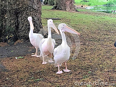 A view of some Pelicans Stock Photo