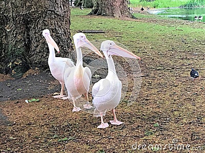 A view of some Pelicans Stock Photo