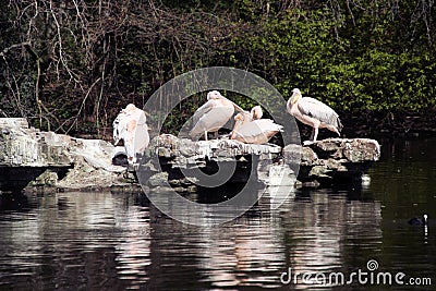 A view of some Pelicans on a Rock Stock Photo