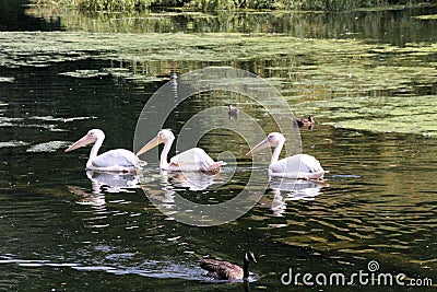 A view of some Pelicans Stock Photo