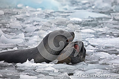 View of a Southern elephant seal and a baby seal swimming in the icy water in Antarctica Stock Photo