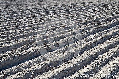 Sown agricultural field background Stock Photo