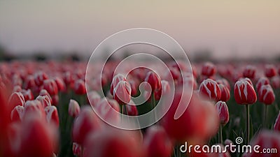 View of spring garden with many flowers. Morning view of tulip field in morning. Stock Photo