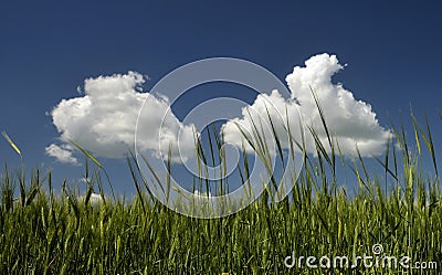 A view from spring green wheats Stock Photo