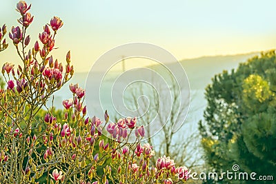 The view in the spring from the slopes with blooming magnolia on the Bosphorus. Blooming magnolia on the shores of the Bosphorus. Stock Photo