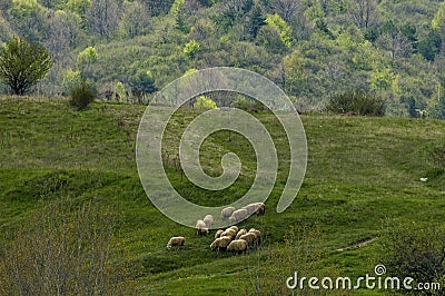 View of springtime field and group white sheep in Plana mountain Stock Photo