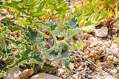 View of the squirting cucumber or exploding cucumber Stock Photo