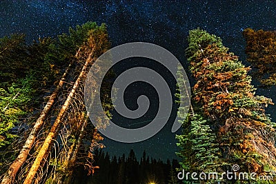 A view of the stars with pine trees forest in the foreground. Night shooting in the forest Stock Photo