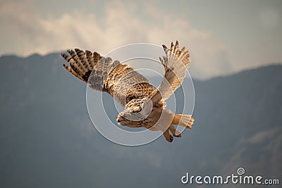 View of a starting, flying snowy owl against a forest and mountain background with blue sky Stock Photo