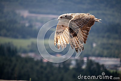 View of a starting, flying snowy owl against a forest and mountain background with blue sky Stock Photo