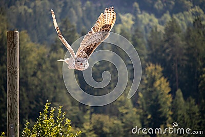 View of a starting, flying snowy owl against a forest and mountain background with blue sky Stock Photo