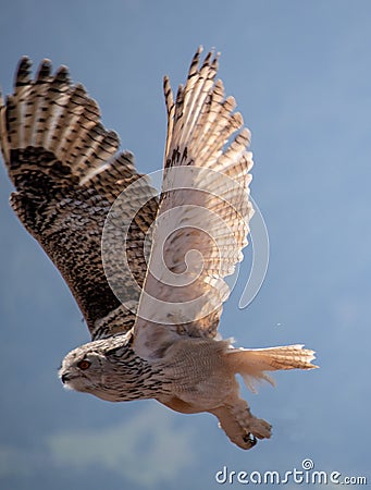 View of a starting, flying snowy owl against a forest and mountain background with blue sky Stock Photo