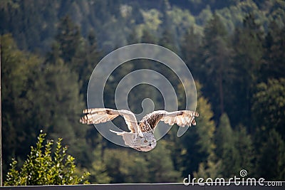 View of a starting, flying snowy owl against a forest and mountain background with blue sky Stock Photo