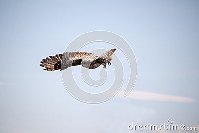 View of a starting, flying snowy owl against a forest and mountain background with blue sky Stock Photo