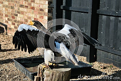 A view of a Stellar Eagle Stock Photo