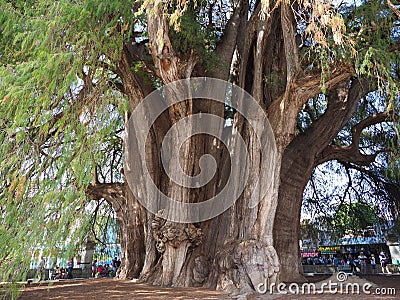 View of stoutest trunk of the world of monumental Montezuma cypress tree at Santa Maria del Tule city in Mexico Stock Photo