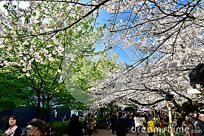 Sakura cherry blossom view street in Tokyo Editorial Stock Photo