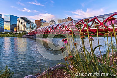 Colorful Summer Flowers By The Bow River Editorial Stock Photo