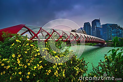 Summer Flowers Blooming By The Peace Bridge Editorial Stock Photo