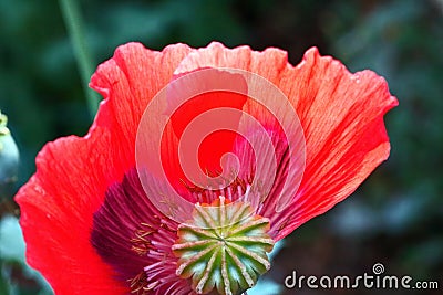 TRANSIENT RED POPPY FLOWER WITH MISSING PETAL Stock Photo