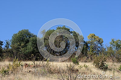 VEGETATION IN A SOUTH AFRICAN LANDSCAPE IN WINTER Stock Photo