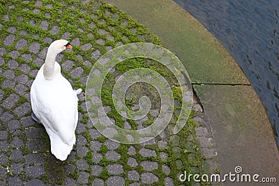 Swan hesitating to get in the water Stock Photo