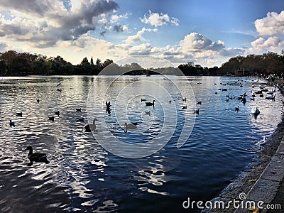 A view of swans, Geese and Ducks on a London Park Stock Photo