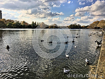 A view of swans, Geese and Ducks on a London Park Stock Photo