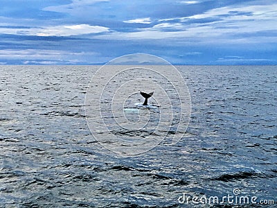 A view of the tail of a Whale in Iceland Stock Photo