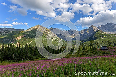 View of the Tatras mountains and colorful flowers in Gasienicowa valley Stock Photo