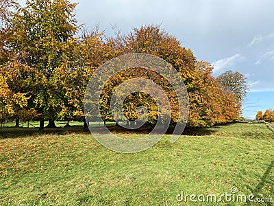 A view of Tatton Park in the Autumn sunshine Stock Photo