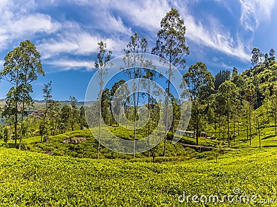 A view of tea bushes stretching across undulating hills on a plantation in upland tea country in Sri Lanka, Asia Stock Photo