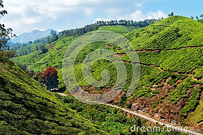 View of tea plantation valley in Munnar Stock Photo