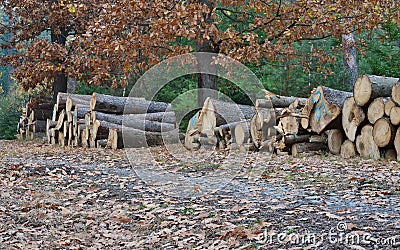 Timber ready for transport, South Bohemia, Czech Republic Stock Photo
