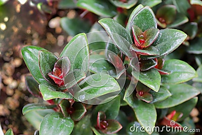 View of tiny goldfish plant seedlings potted in soil Stock Photo