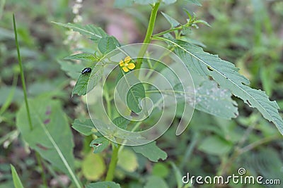A tiny yellow flower on a Mexican primrose willow plant and a tiny black beetle on a leaf Stock Photo