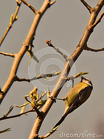 Tit pecking spring buds on pearwood works Stock Photo