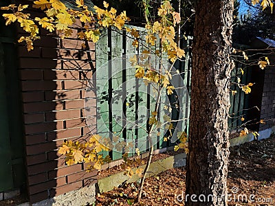 autumn composition urban greenery by the road on a sunny day yellow accent Stock Photo