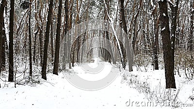 View to long trail with falling snow at winter woodland. Snow-covered branches of pine at wild forest. Beautiful nature Stock Photo