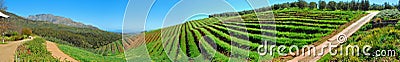 View of Tokara Vineyard Stock Photo