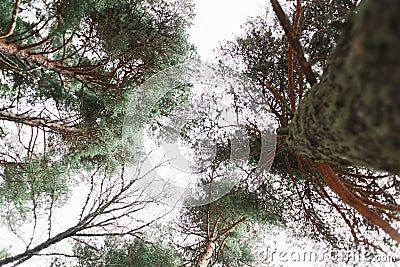 View of the tops of the pine trees in winter forest from the ground. Stock Photo