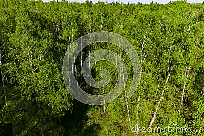 View of the tops of trees from a height Stock Photo