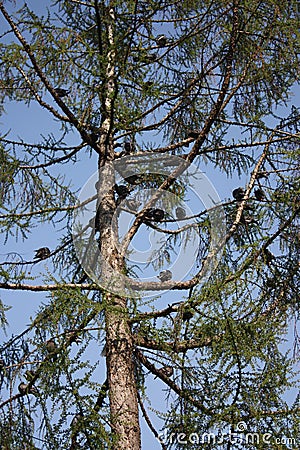 view of a tree and a flock of pigeons Stock Photo