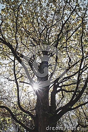 View of a tree with sunbeams in the Czech Republic, Velke losiny. Stock Photo